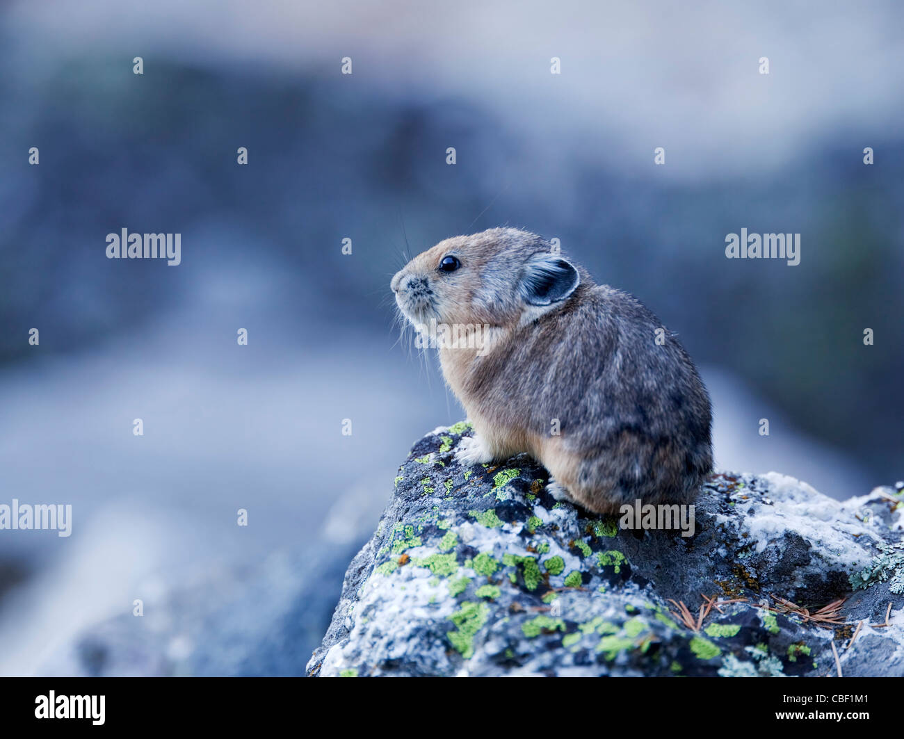 Ochotona hires stock photography and images Alamy