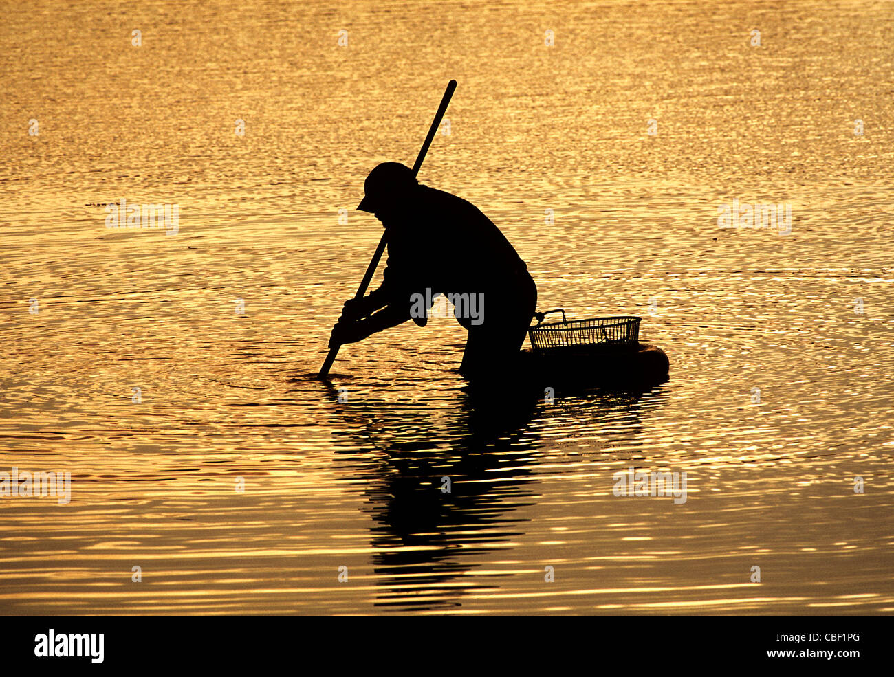 Man clamming with the help of a clam rake and a floating basket. Stock Photo