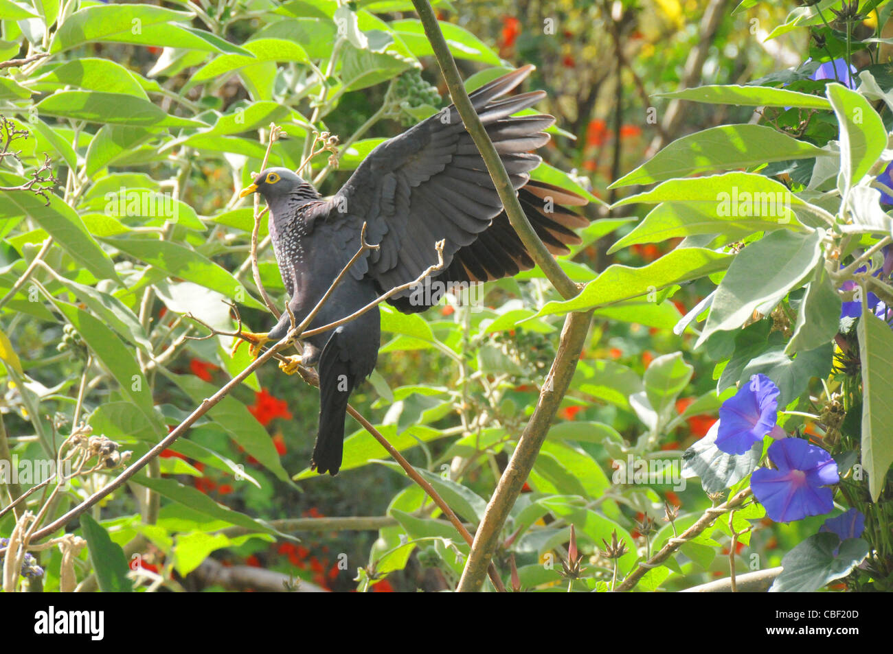 Rameron Pigeon alighting on a Bug weed tree Stock Photo