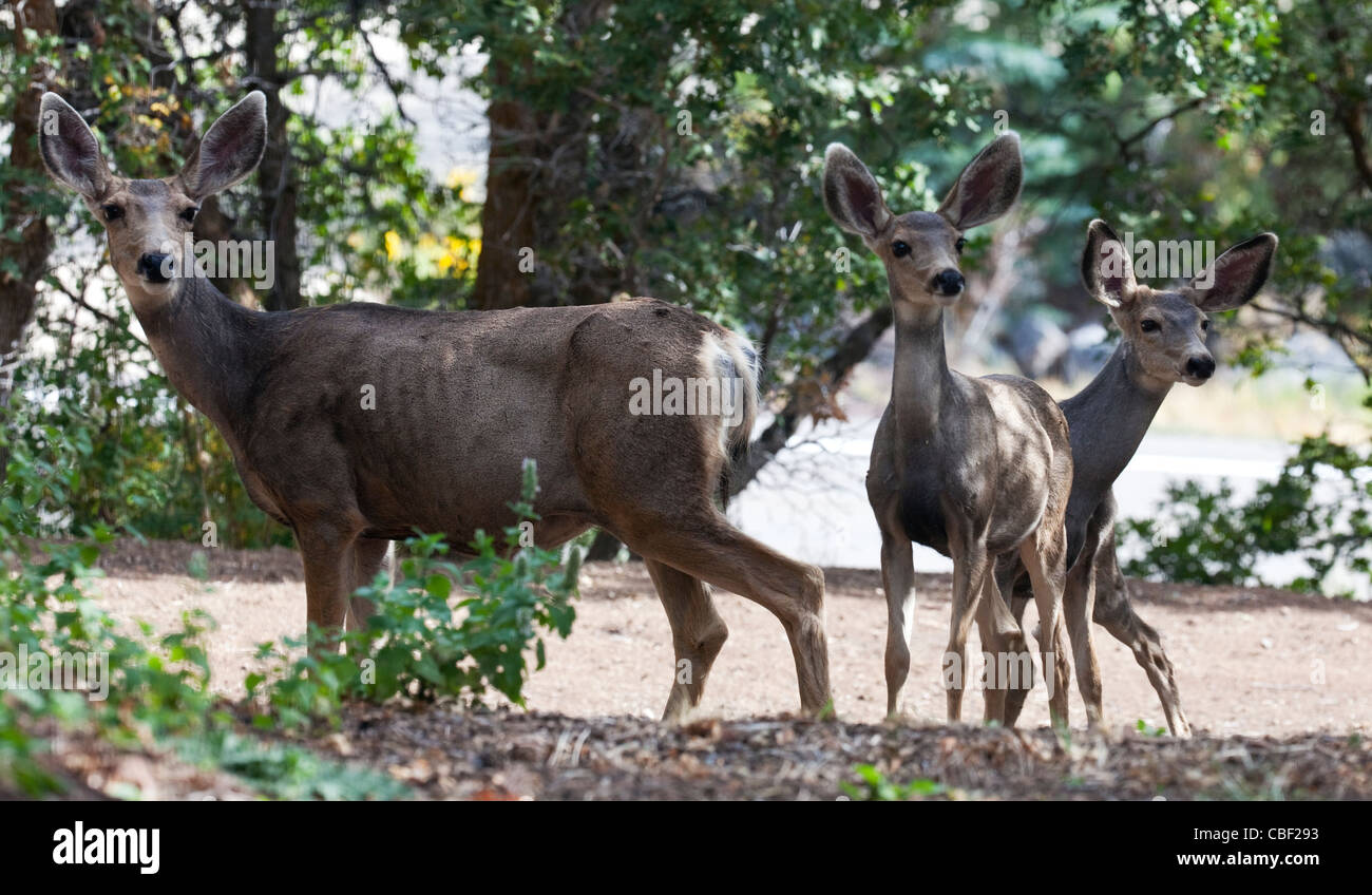 A mule deer doe with two fawns in an exurban yard near Salt Lake City, Utah. Stock Photo
