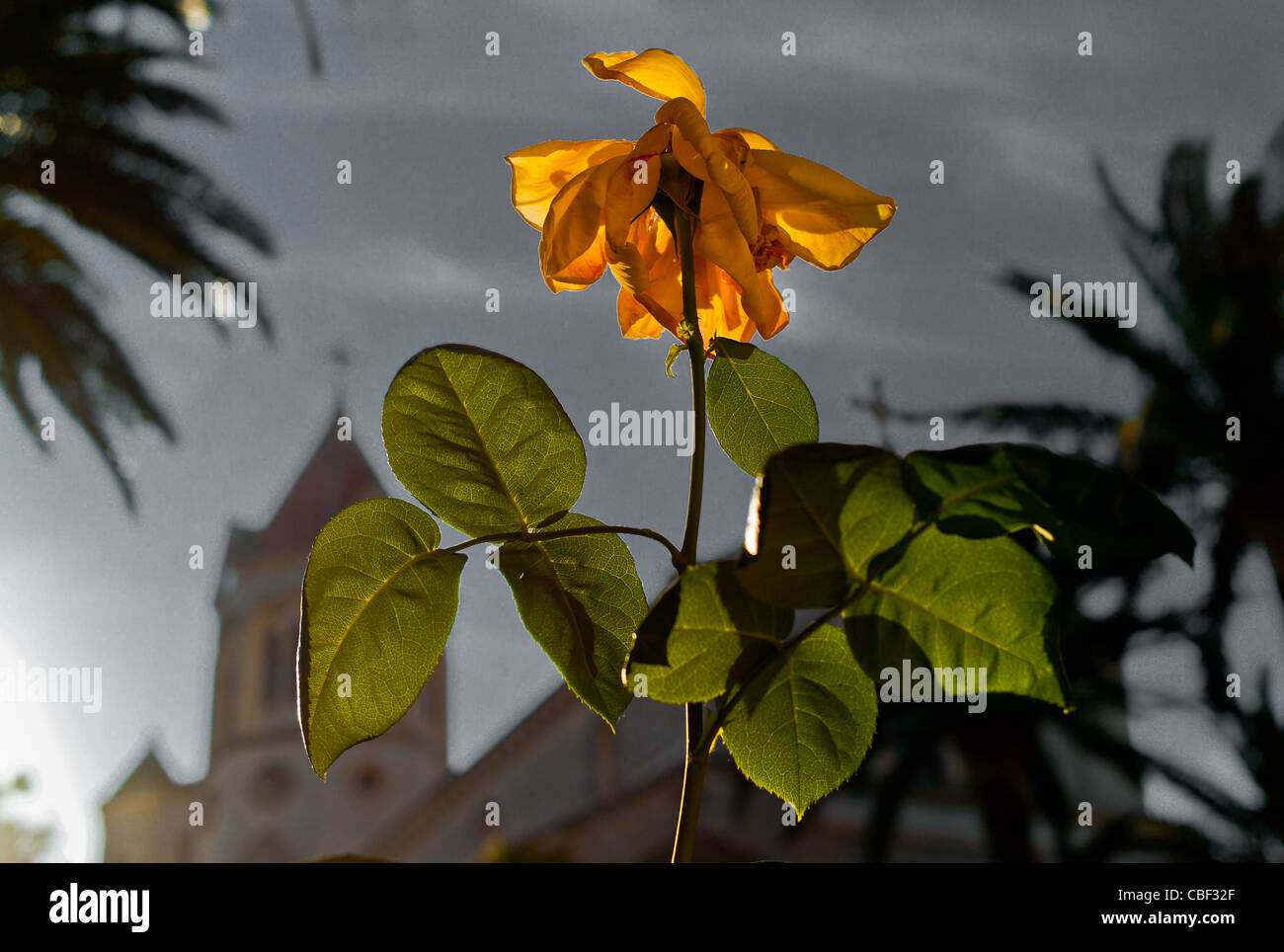 Island saint honore monastery abbey lerins hires stock photography and images Alamy