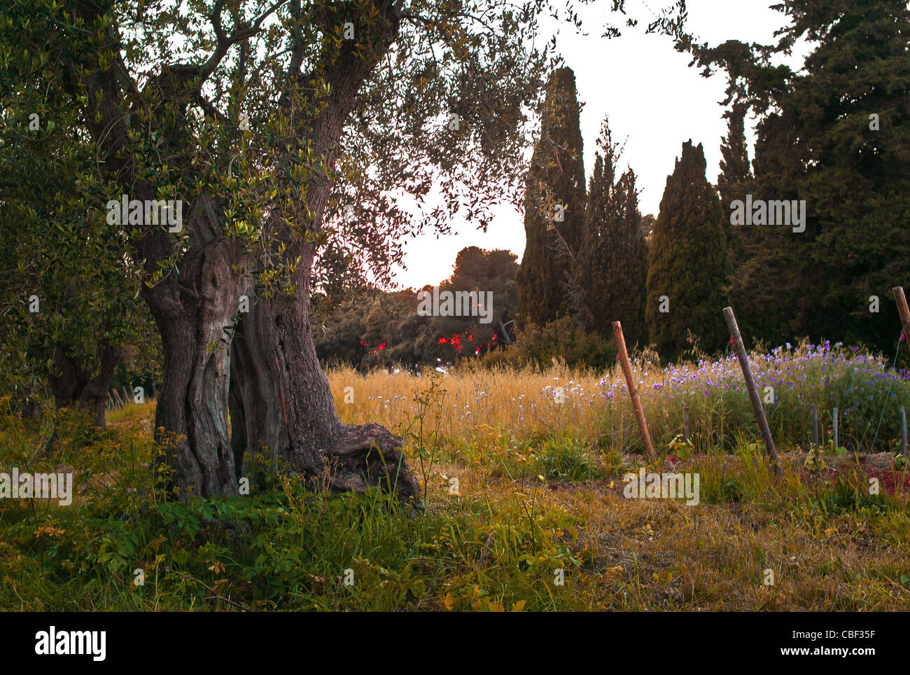 Island of SaintHonore Monastery of the Abbey of Lerins Nature and Spirituality Yes We Cannes