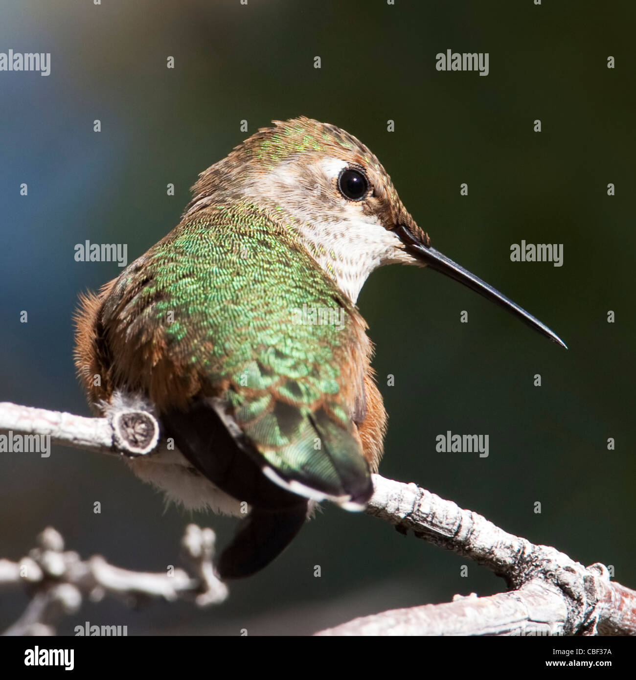 A female rufous hummingbird (Selasphorus rufus) perched in afternoon ...