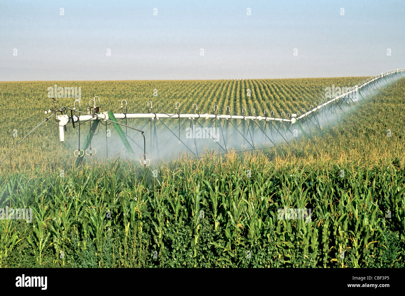 Corn field 'center pivot' irrigation, tassel stage. Stock Photo