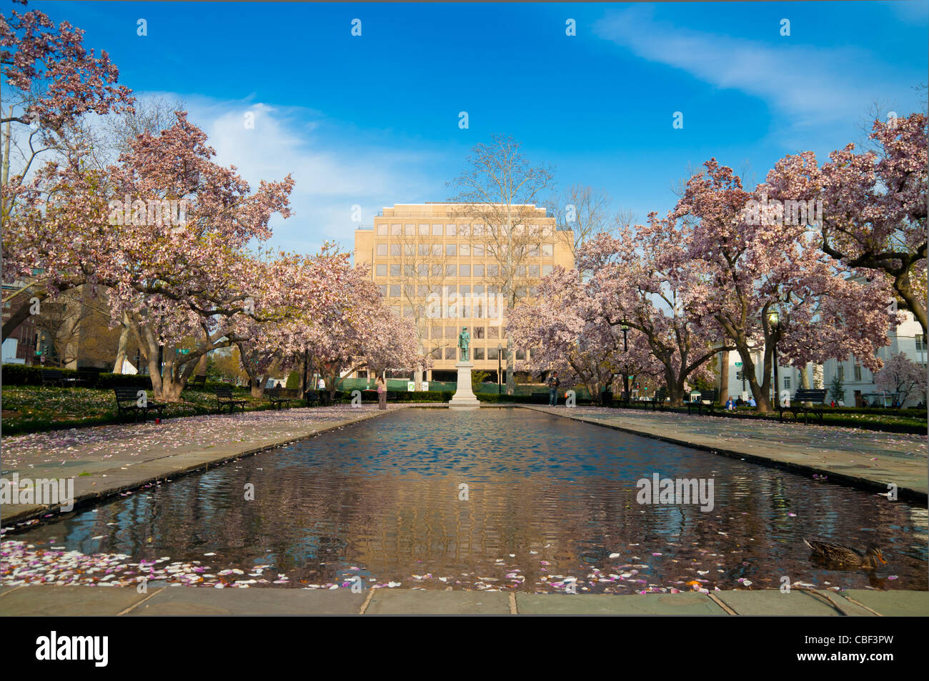 Rawlins Park in Washington DC in spring with trees in cherry blossoms Stock Photo