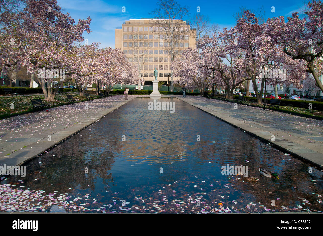 Rawlins Park in Washington DC in spring cherry blossoms Stock Photo