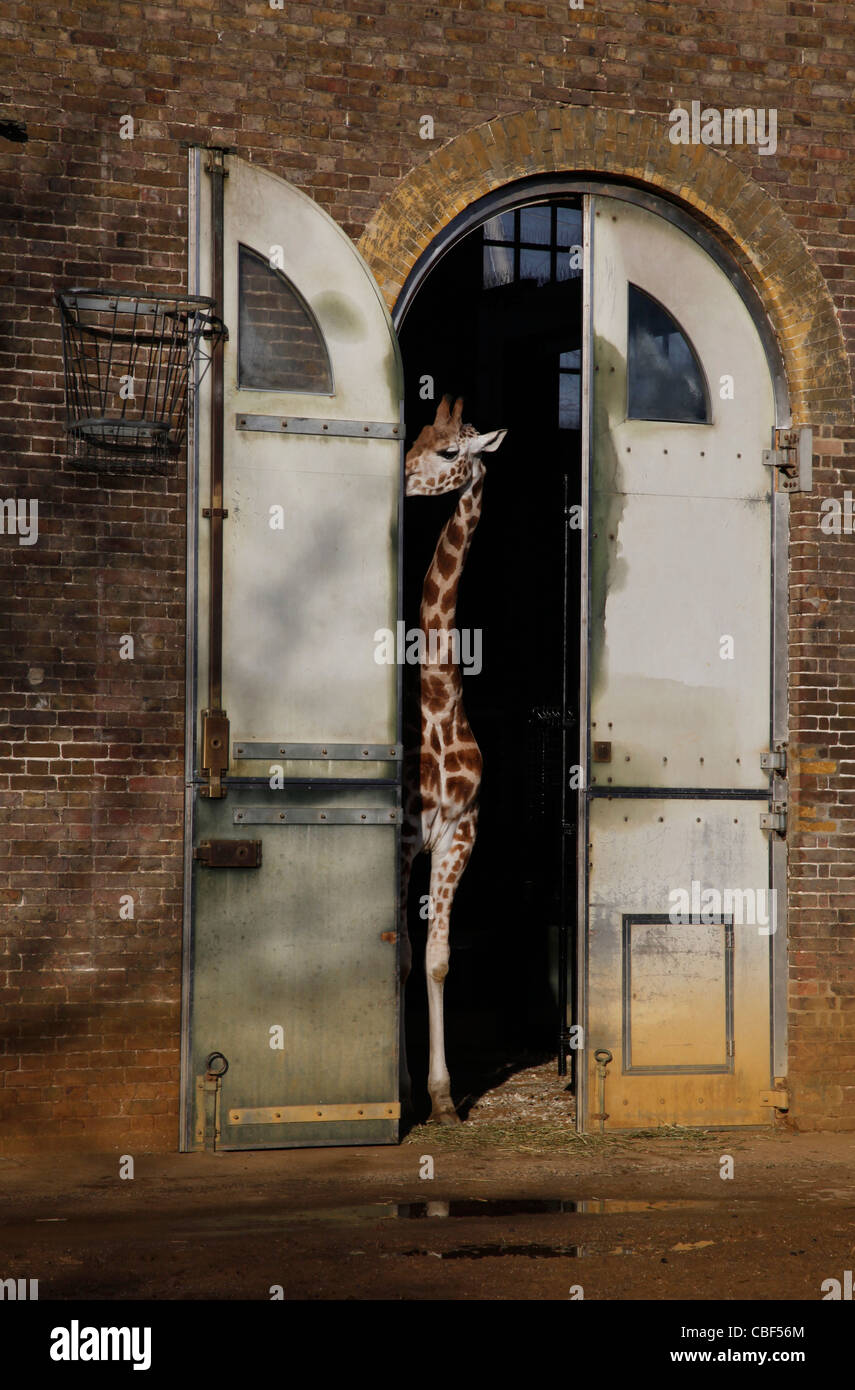 Giraffes at the London Zoo, England, UK Stock Photo Alamy