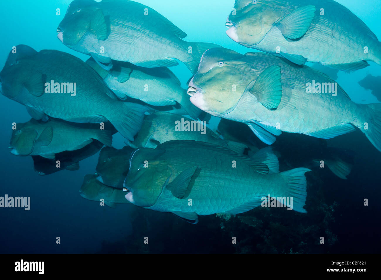 School of large Bumphead Parrotfish at the Liberty wreck in Tulamben, Bali Stock Photo