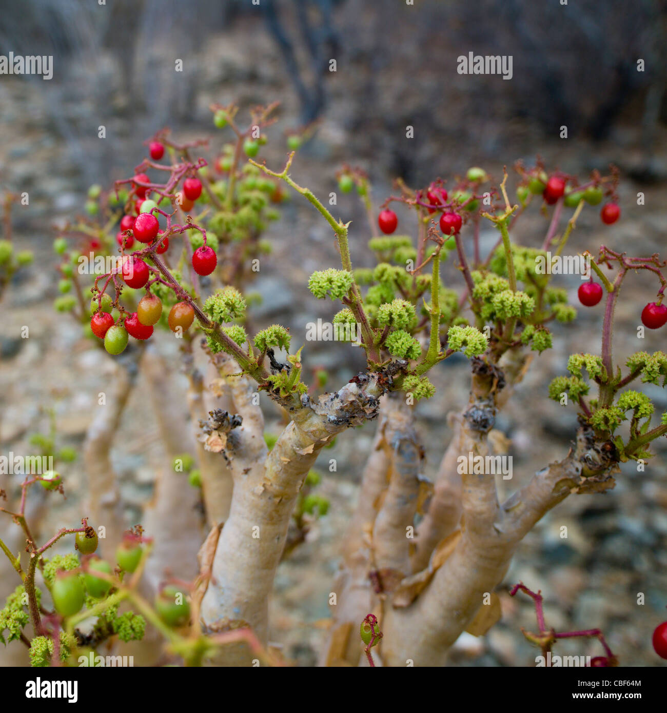 The fruit of the baobab tree hires stock photography and images Alamy
