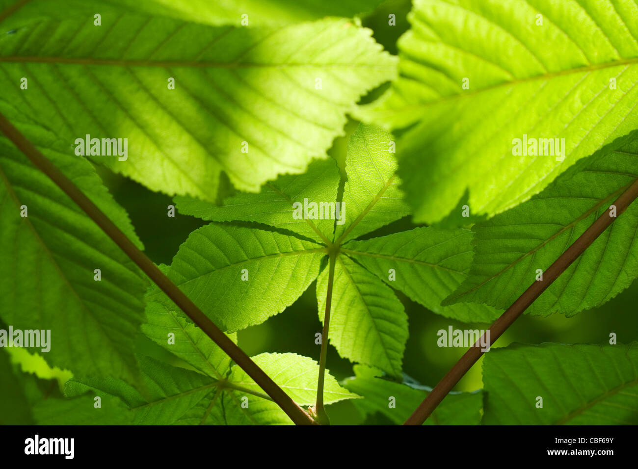 Horse chestnut tree hi-res stock photography and images - Alamy