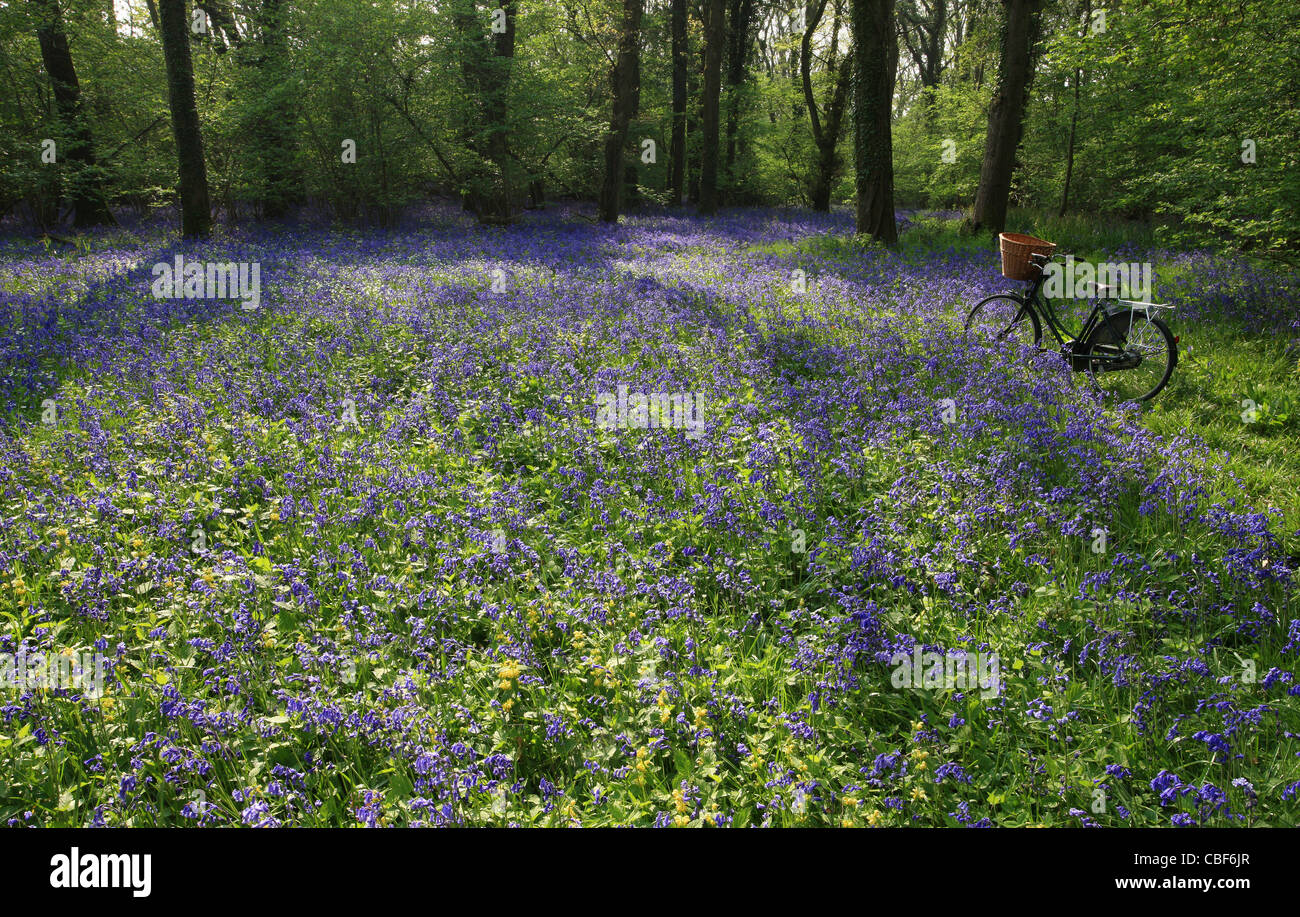 The beauty of a bluebell wood in Spring in England. An old fashioned bicycle stands beside. Stock Photo