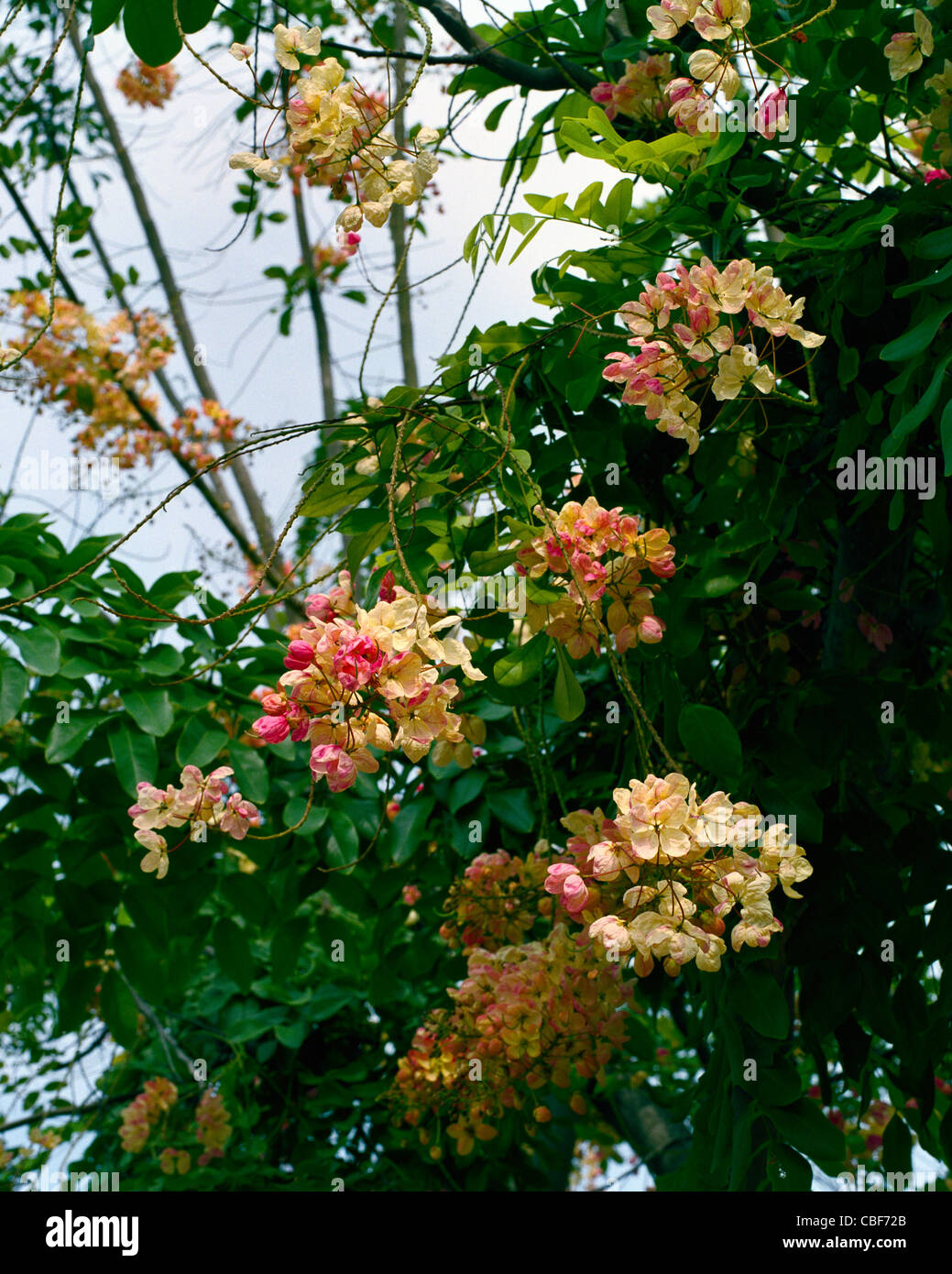 Blossom of rainbow shower tree Big Island Hawaii Stock Photo Alamy