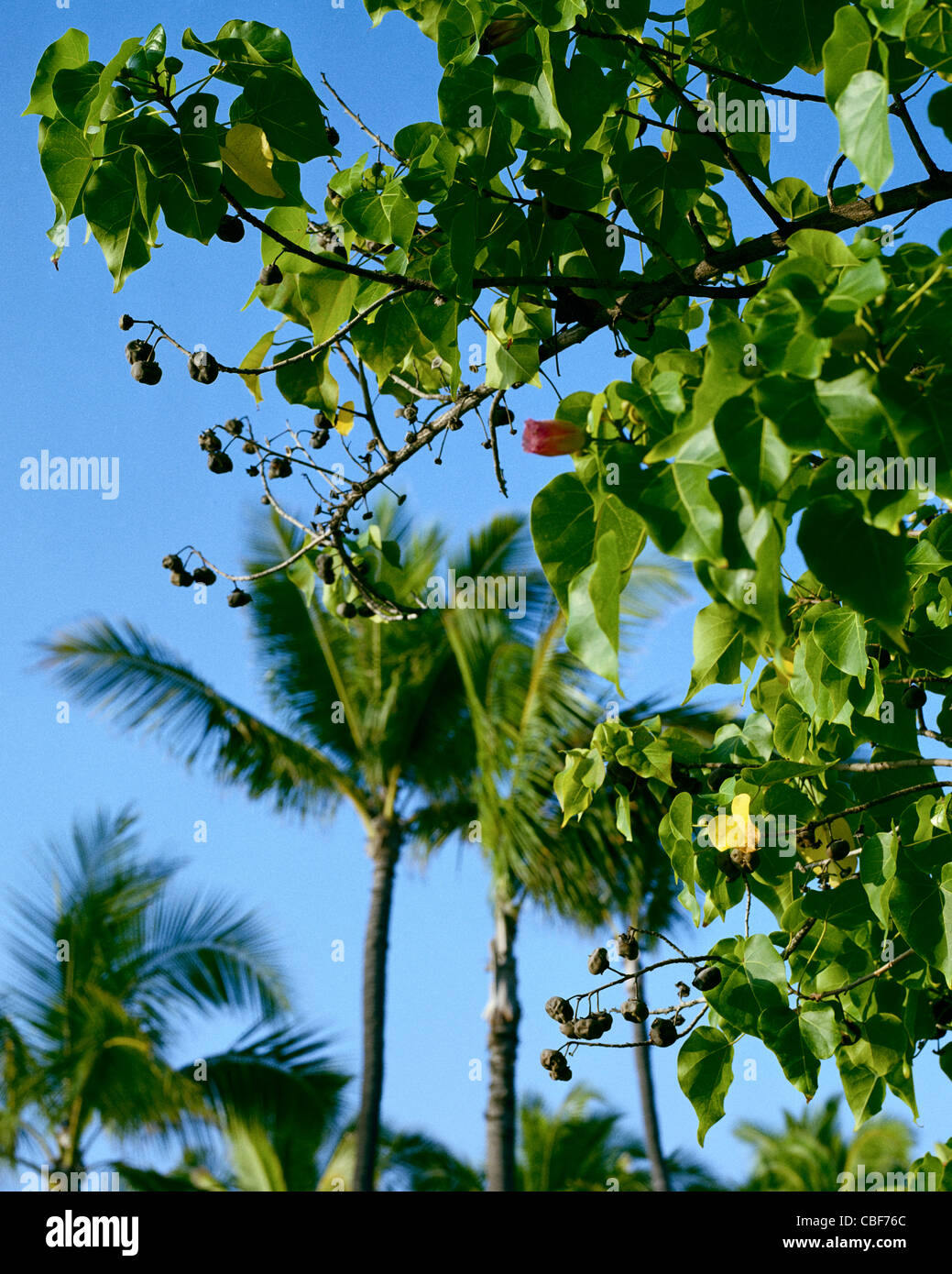 Blossom and fruit of Milo tree Big Island Hawaii Stock Photo