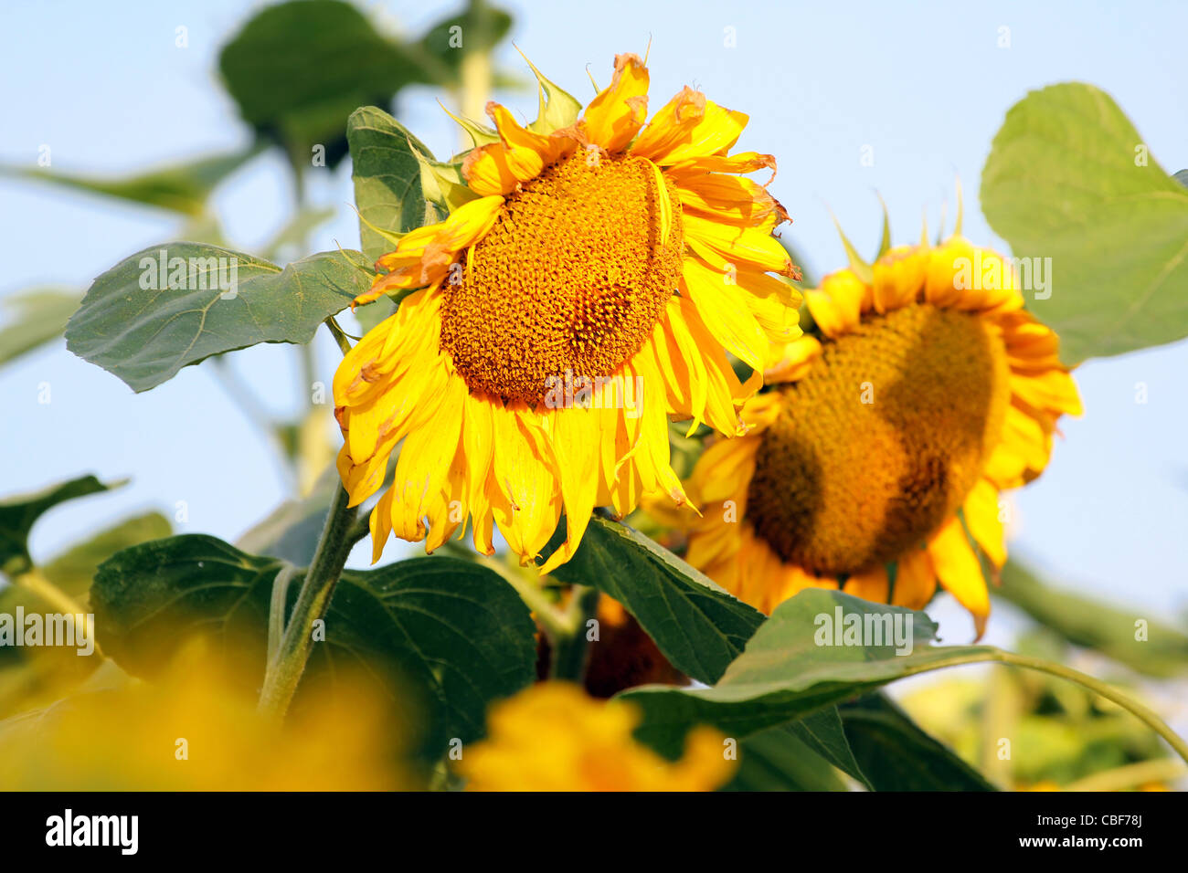 Two sunflowers in the field with blue sky Stock Photo - Alamy