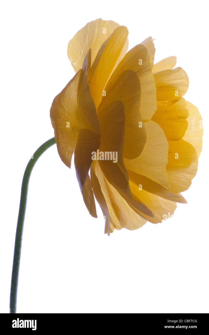 Ranunculus Cultivar, Yellow flower subject, White background. Stock Photo
