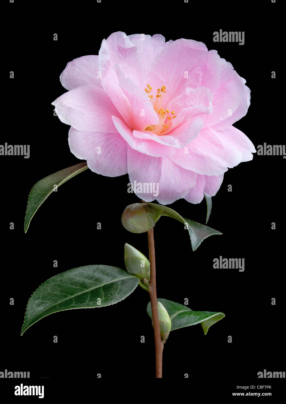 Camellia x williamsii 'Donation', Camellia, Pink flower subject, Black background. Stock Photo