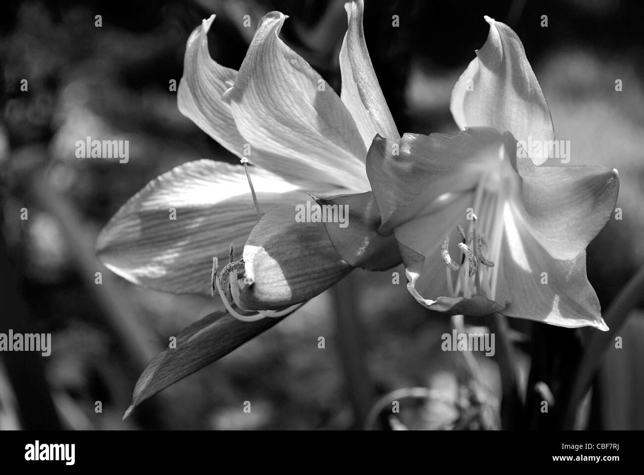 A close up view a Crinum Lilly (Florida hybrid) Stock Photo