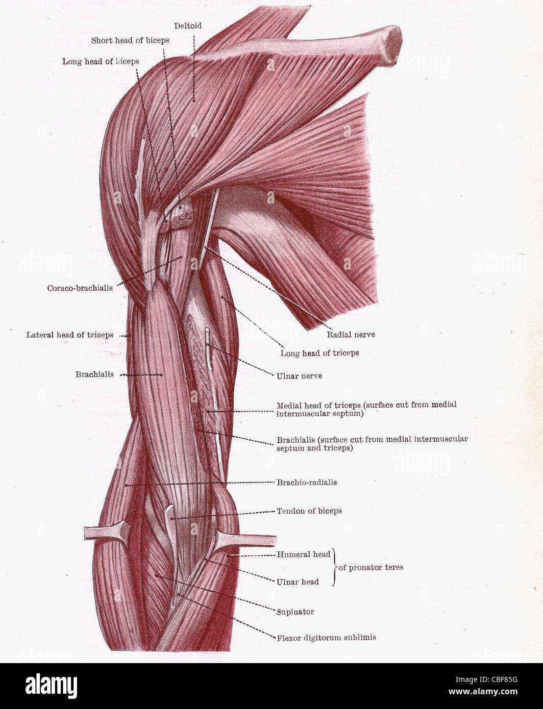 Dissection Of Muscles On The Front Of The Upper Arm From An Early 20th Century Anatomy Textbook Out Of Copyright Stock Photo Alamy