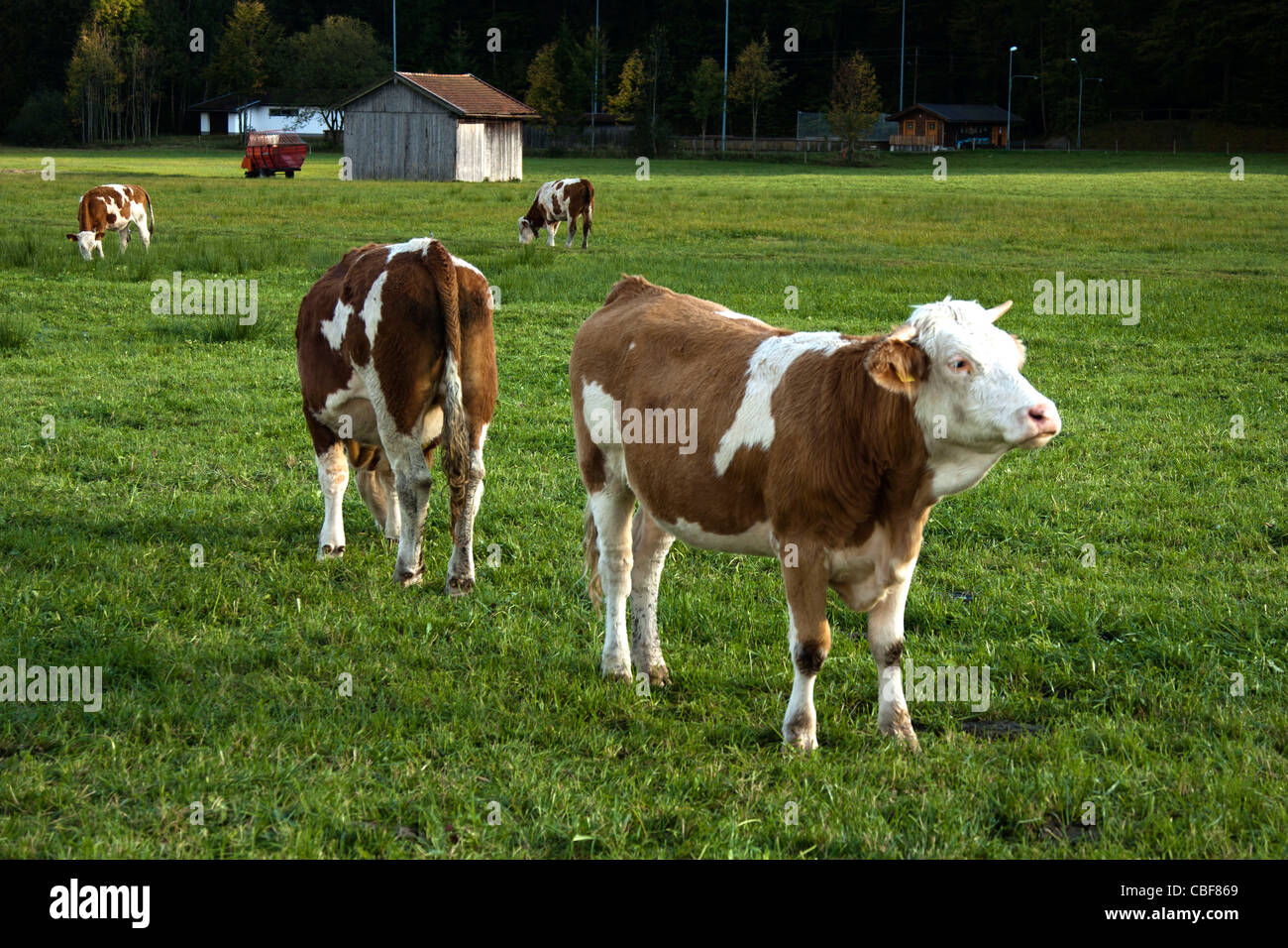 Four cow eating grass in hi-res stock photography and images - Alamy Four cow eating grass in hi-res stock photography and images - Alamy