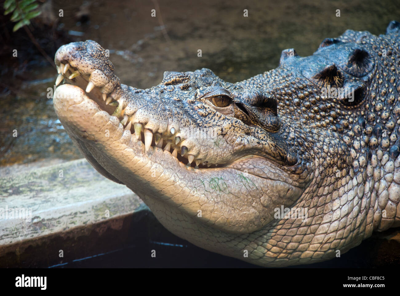 Close up Portrait of a Crocodile Stock Photo
