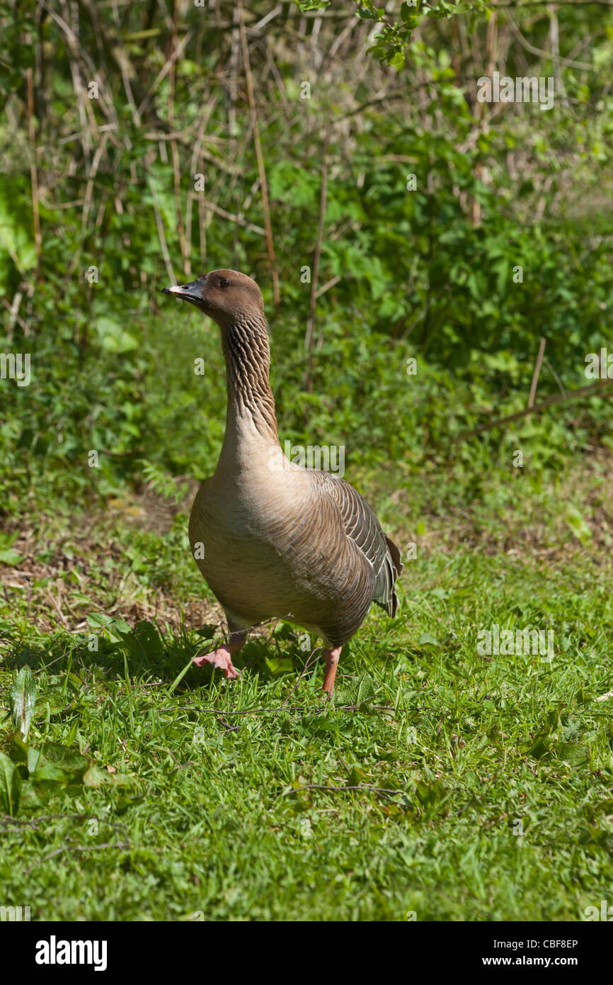 Pink-footed Goose (Anser brachyrhynchus). Step. Stepping. Walking. Stock Photo