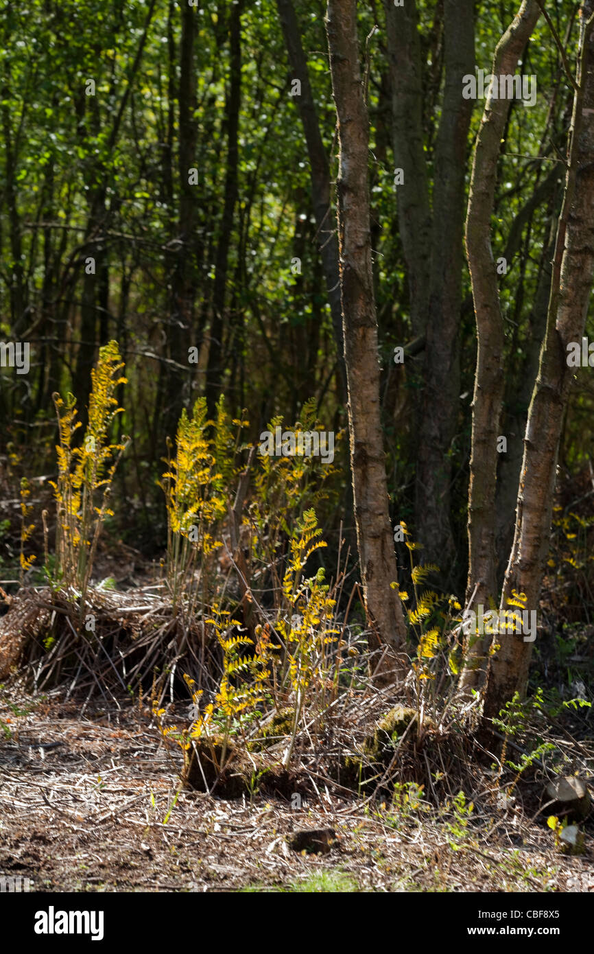 Royal Ferns ( Osmunda regalis). Frond emergence. Spring. Calthorpe Broad. Norfolk. NNR. Stock Photo