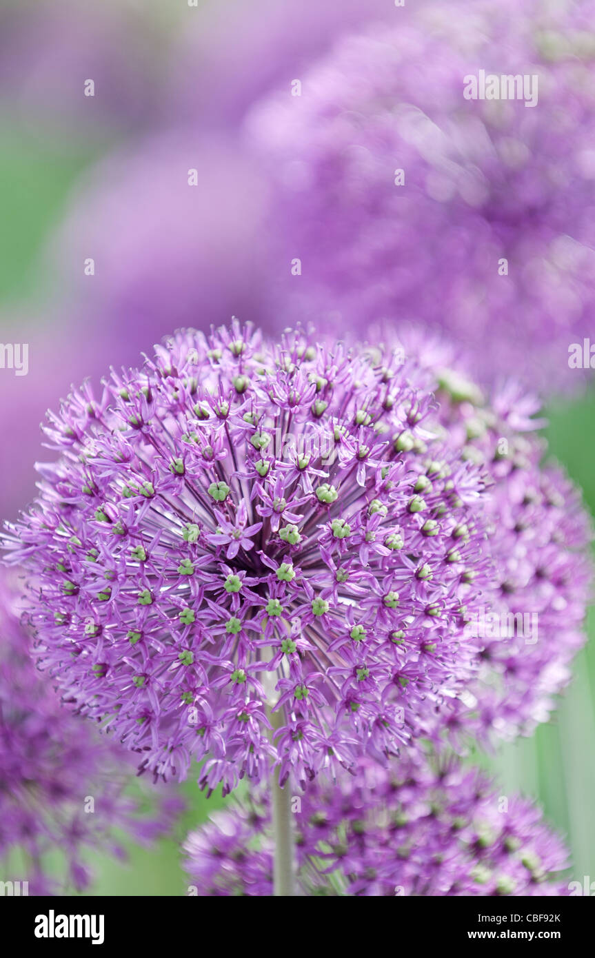 Allium Hollandicum 'Purple sensation', Allium, Purple flower subject. Stock Photo