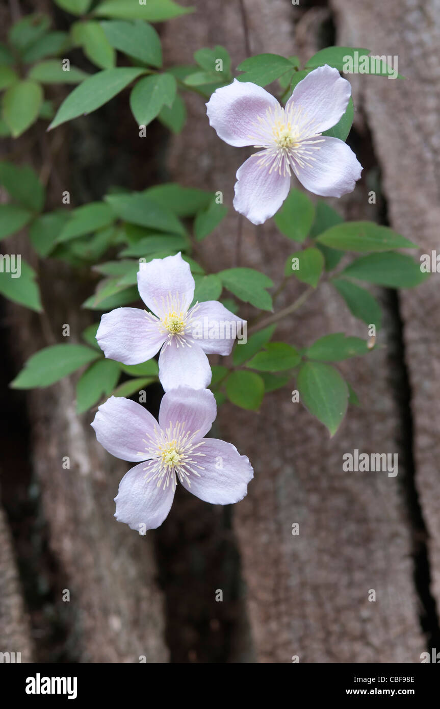 Clematis montana, White flowers on climbing plant Stock Photo Alamy