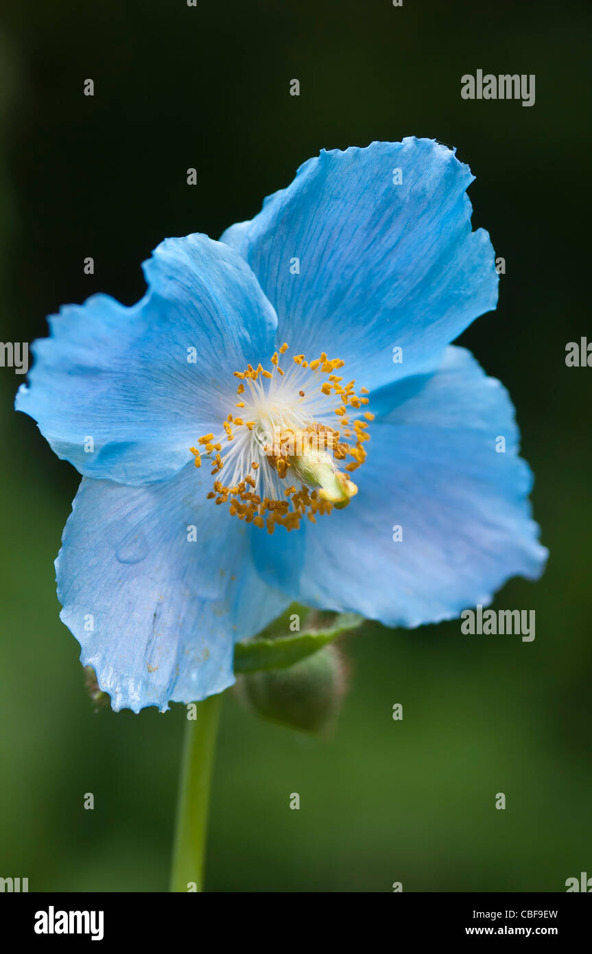 Meconopsis betonicifolia, Himalayan blue poppy flower against a green background. Stock Photo