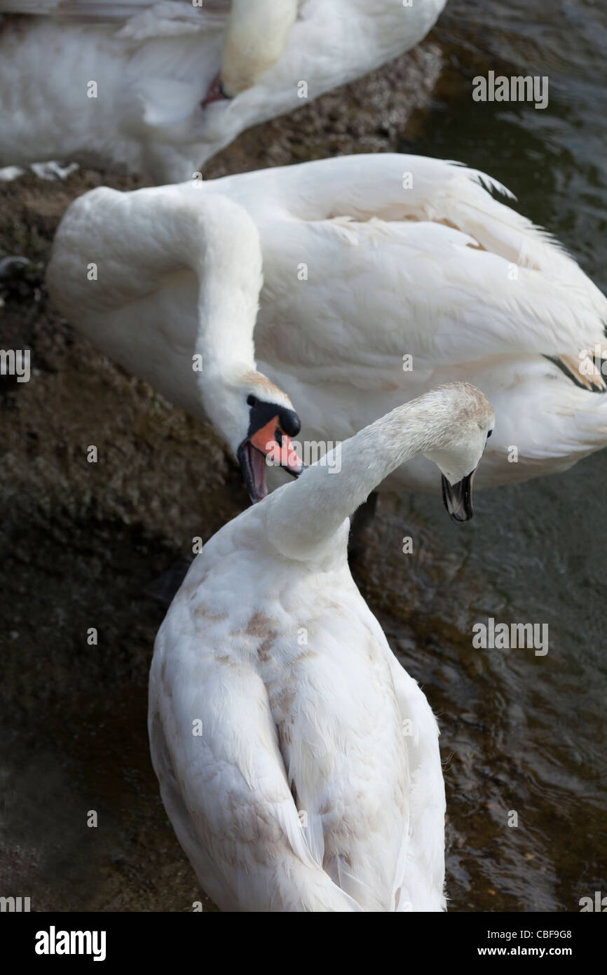 Mute Swans (Cygnus olor). 'Pecking order', being established. Stock Photo