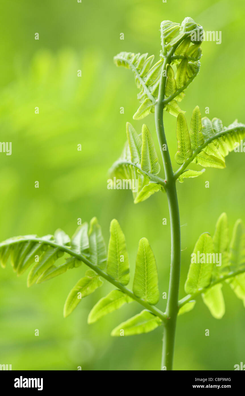 Osmunda regalis, Fern leaf, Green subject, Green background. Stock Photo