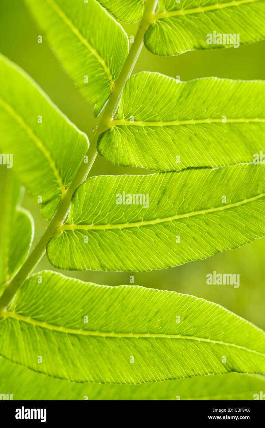 Osmunda regalis, Fern leaf detail, Green subject, Green background. Stock Photo