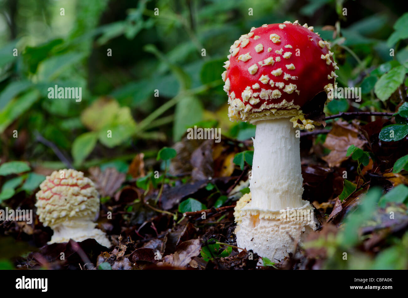 Low angle shot of a young Fly Agaric mushroom and its even younger brother. Stock Photo