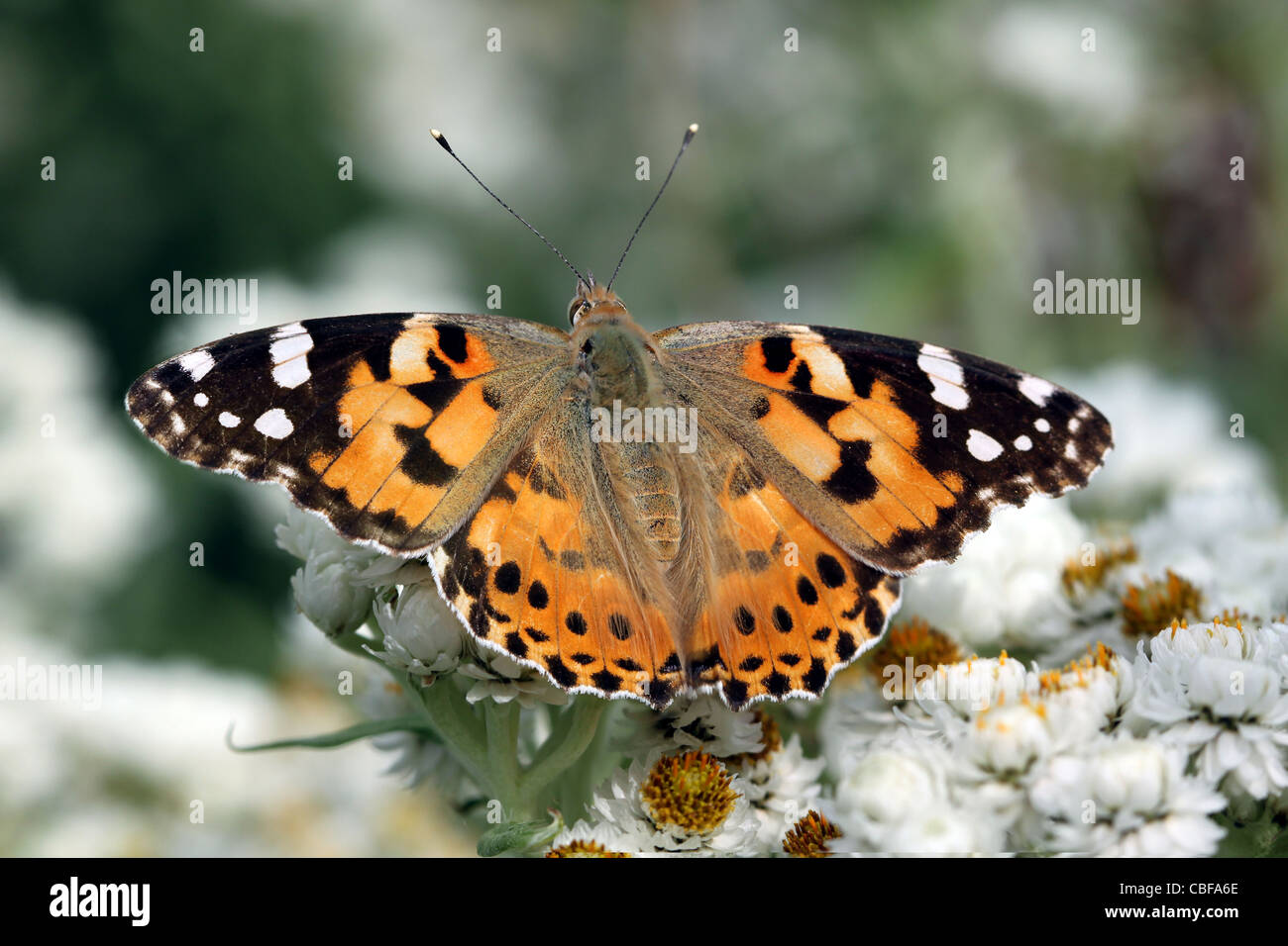 Painted Lady butterfly on flowers Stock Photo