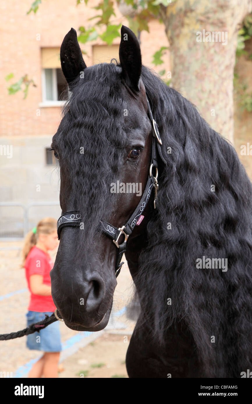 Italy, Piedmont, Asti, black horse, Stock Photo