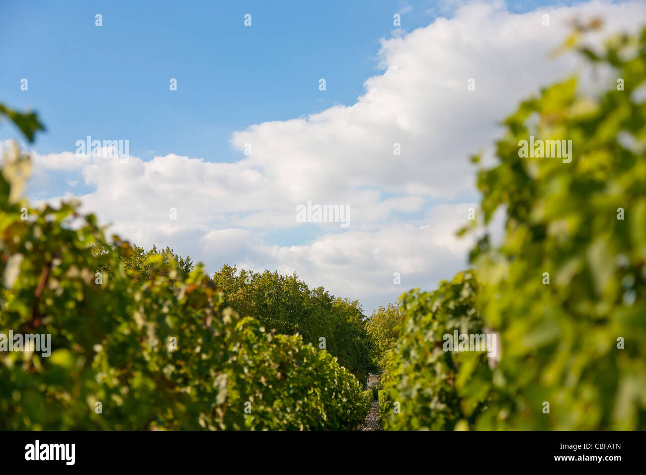 In the Vineyard of the Château Margaux estate., The Château Margaux wine waits 25 months in wooden barrel, from various and dif Stock Photo