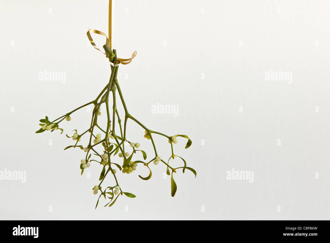A bunch of mistletoe hanging by a golden ribbon against a white background. Stock Photo