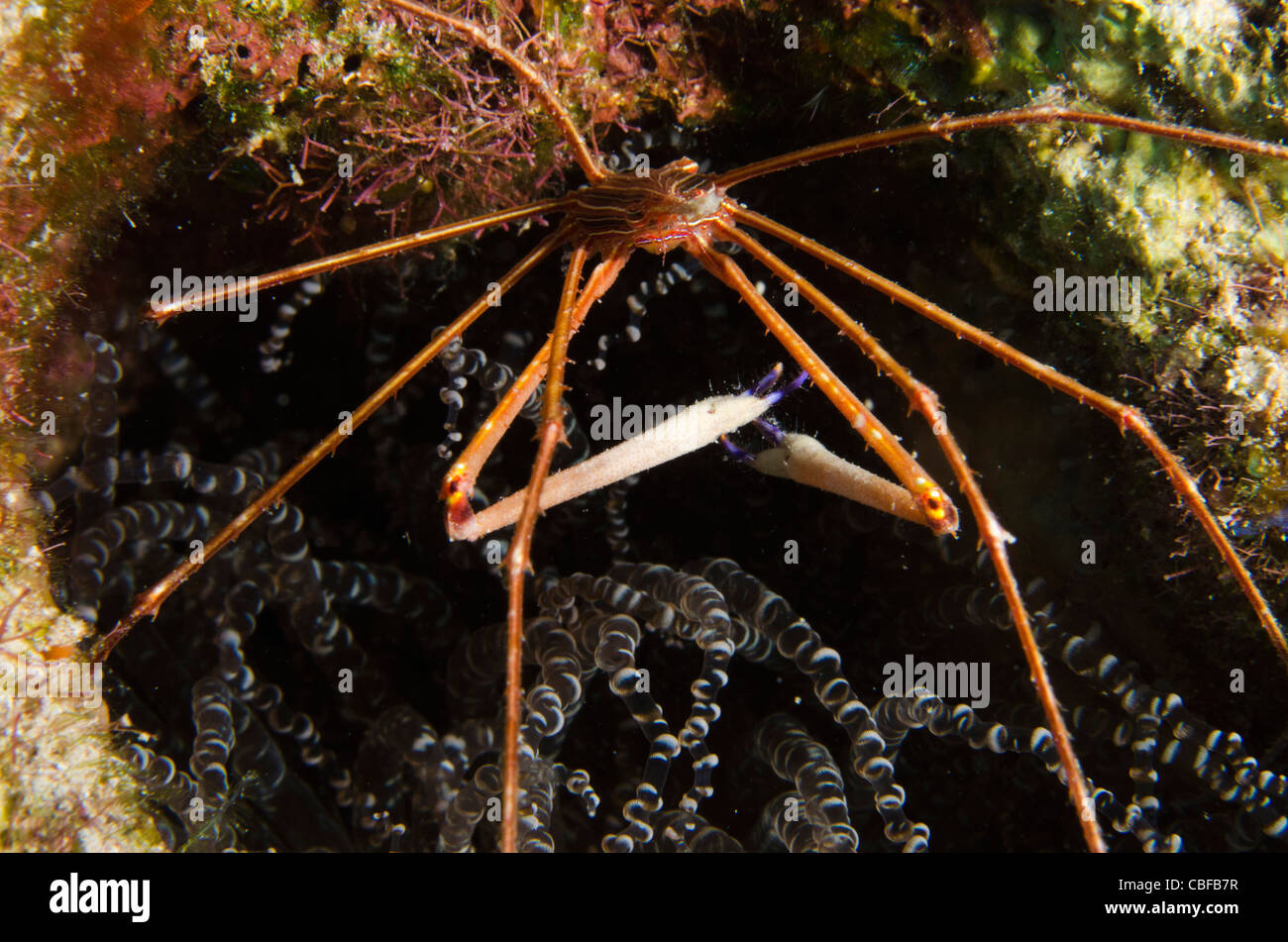 Yellowline Arrow Crab (Stenorhynchus seticornis), Bonaire, Netherlands Antilles, Caribbean Stock Photo