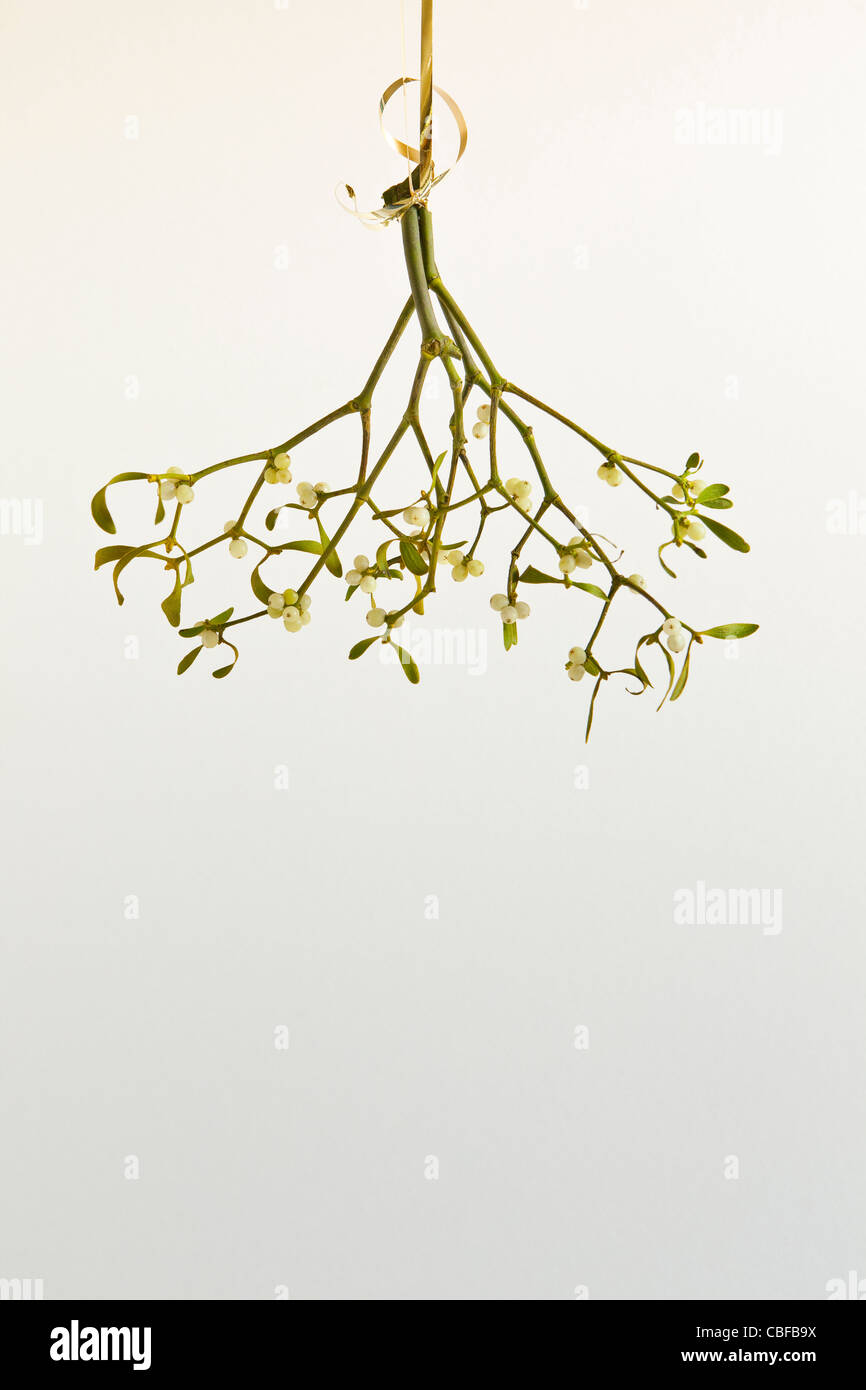 A bunch of mistletoe hanging by a golden ribbon against a white background. Stock Photo