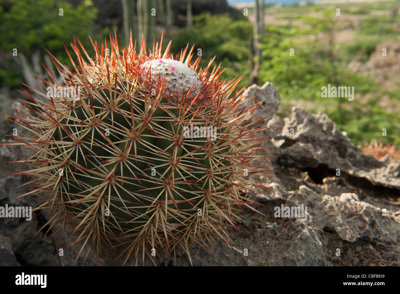 Turk's Cap Cactus (Melocactus macracanthos), Slagbaai National Park, Bonaire, Netherlands Antilles, Caribbean Stock Photo