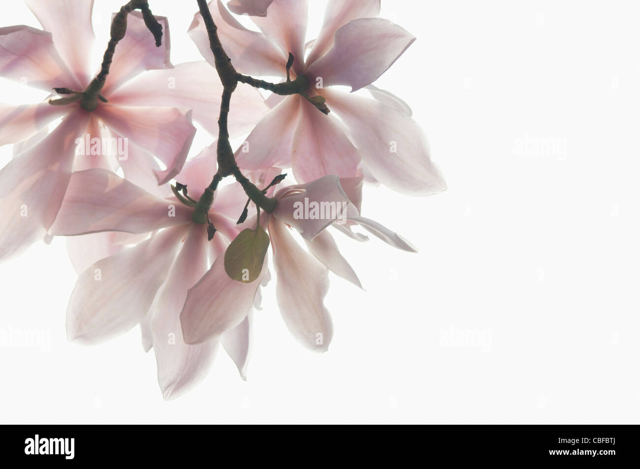 Magnolia sprengeri Diva, Magnolia, Pink flowers subject, White background. Stock Photo