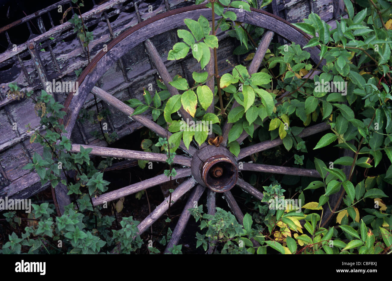 Detail of old farm cart with giant wagon wheel overgrown with stinging nettles and Elder or Sambucus nigra Stock Photo