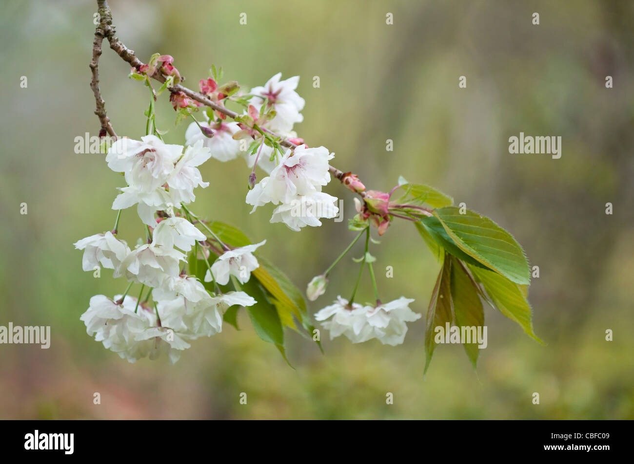 Prunus Ukon, Cherry, White flowers subject. Stock Photo
