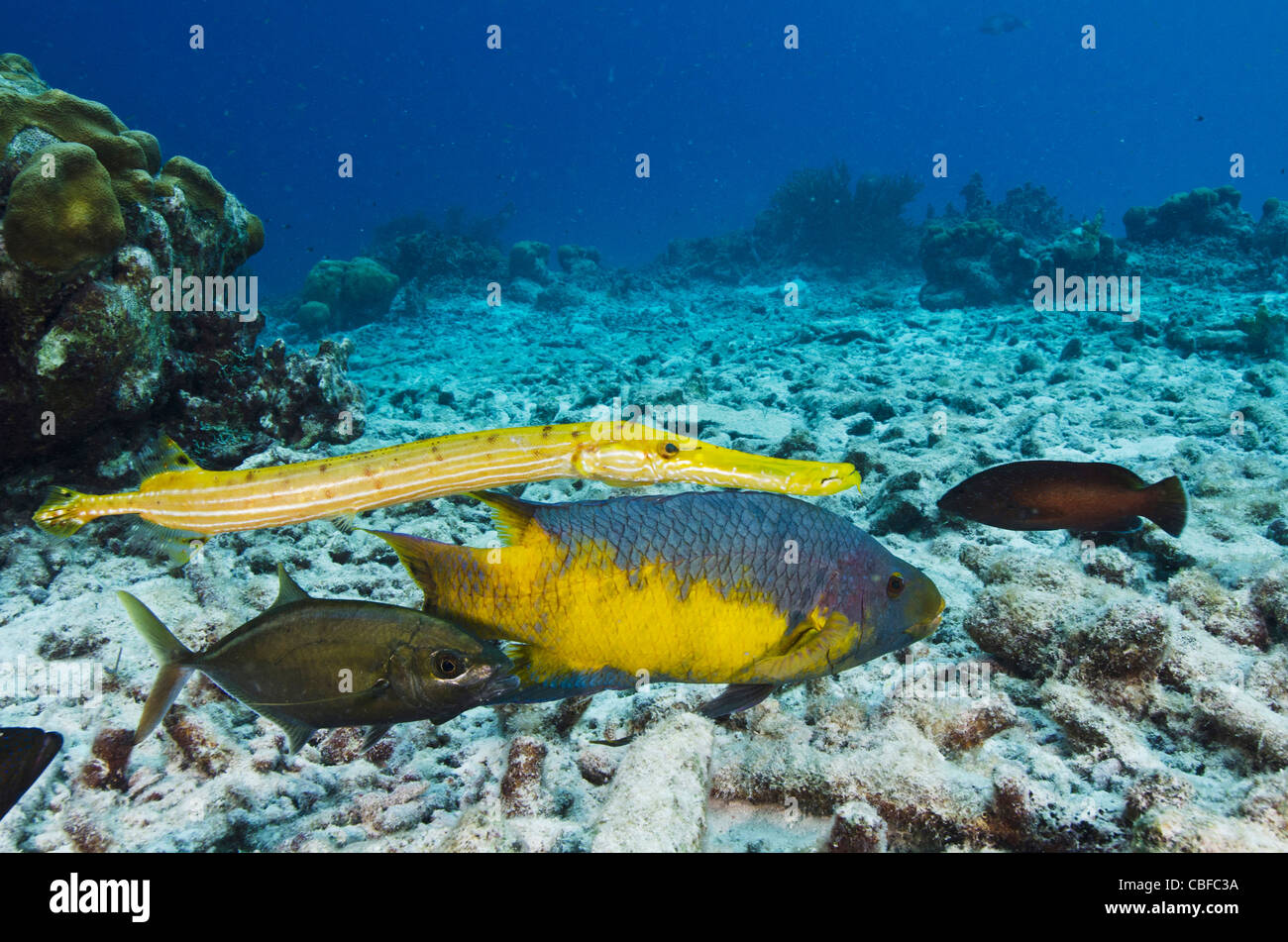 Spanish hogfish hi-res stock photography and images - Alamy