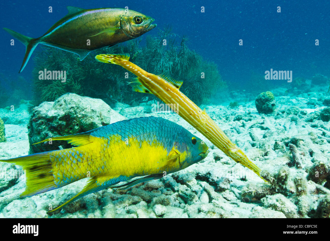 Spanish Hogfish (Bodianus rufus), Trumpetfish (Aulostomus maculatus