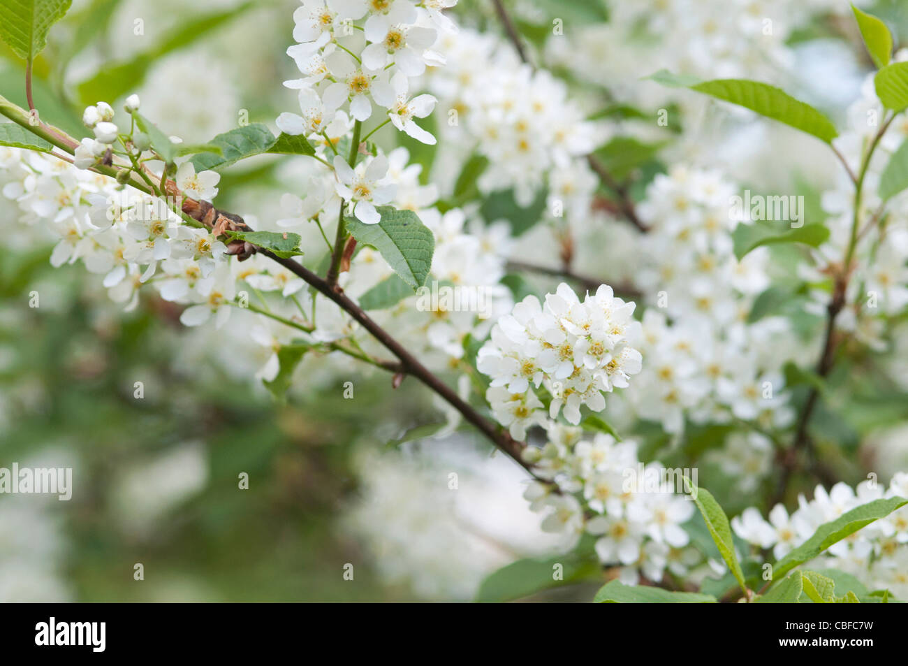 Spiraea arguta, Bridal wreath, White flowers Stock Photo - Alamy