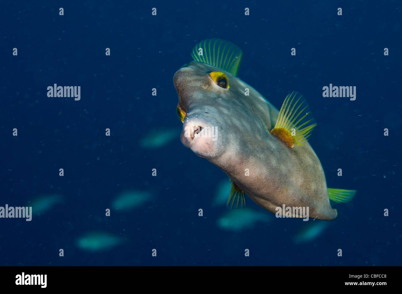 Whitespotted Filefish (Cantherhines macrocerus), Bonaire, Netherlands Antilles, Caribbean Stock Photo