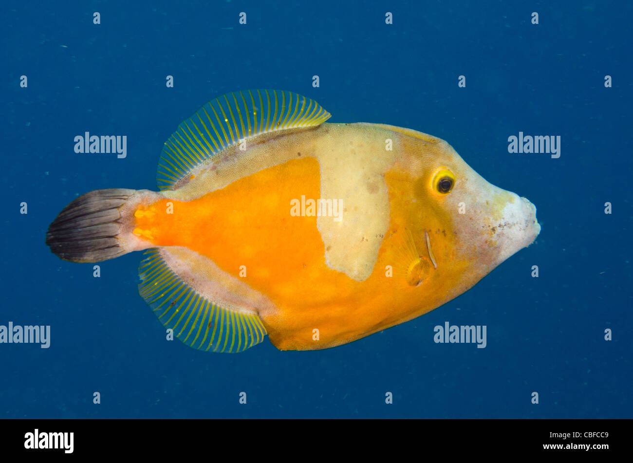 Whitespotted Filefish Orange Phase (Cantherhines macrocerus), Bonaire, Netherlands Antilles, Caribbean Stock Photo