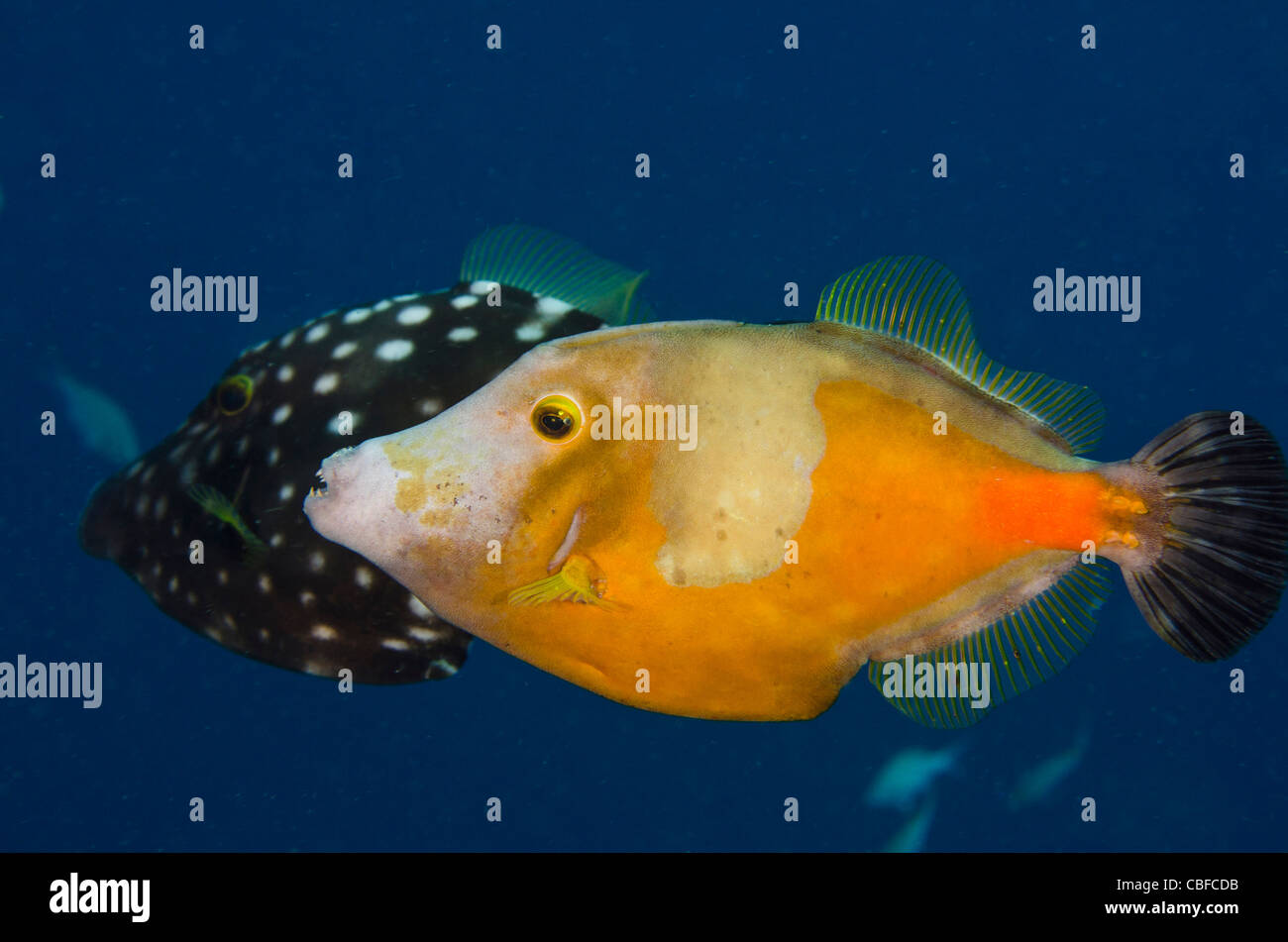 Whitespotted Filefish Orange Phase (Cantherhines macrocerus), Bonaire, Netherlands Antilles, Caribbean Stock Photo