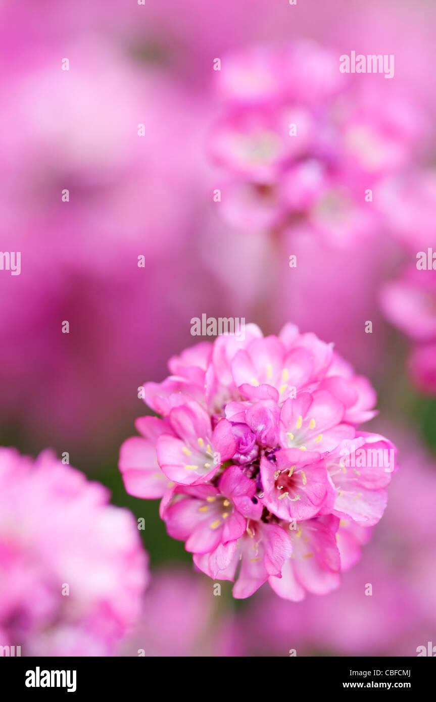 Armeria maritima 'Rubrifolia', Thrift, Sea pink, Pink flower Stock Photo